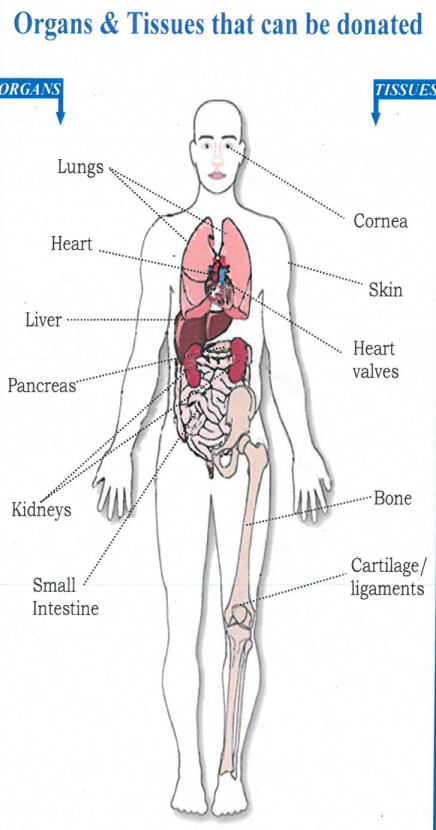 Organ, Definition, Types, & Facts