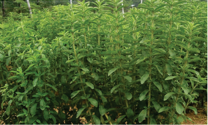 when to harvest stevia